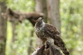 Closeup shot of a hawk perched on a tree branch with its head twisted looking up