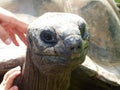 Closeup shot of the head of a Aldabra giant tortoise. Royalty Free Stock Photo