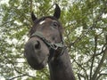 Closeup shot of the head of the Arabian or Arab horse Royalty Free Stock Photo