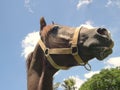 Closeup shot of the head of the Arabian or Arab horse Royalty Free Stock Photo