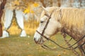 Closeup shot of the head of a beautiful white horse with blonde hair in a garden Royalty Free Stock Photo