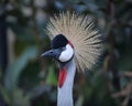 Closeup shot of the head of a black crowned crane bird Royalty Free Stock Photo