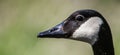 Closeup Shot Of The Head Of A Canada Goose In Profile.
