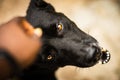 Closeup shot of the head of a cute black companion dog with a blurred background