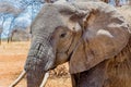 Closeup shot of the head of a cute elephant in the wilderness Royalty Free Stock Photo