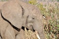 Closeup shot of the head of a cute elephant in the wilderness Royalty Free Stock Photo