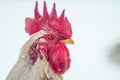 Closeup shot of the head of a cute white rooster with a beautiful red comb Royalty Free Stock Photo