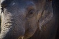 Closeup shot of the head of an elephant Royalty Free Stock Photo