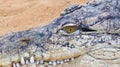Closeup Shot Of The Head Of A Huge Alligator