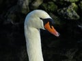 Closeup shot of the head and neck of a white mute swan Royalty Free Stock Photo