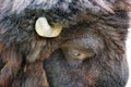 Closeup shot of a head of a North American Bison looking on the ground Royalty Free Stock Photo