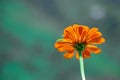 Closeup shot of the head of an orange Marigold flower and its stem on an isolated background Royalty Free Stock Photo