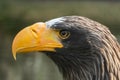 Closeup shot of a head of the Steller Sea Eagle Royalty Free Stock Photo