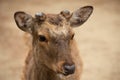 Closeup shot of the head of a white-tailed deer Royalty Free Stock Photo