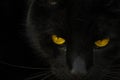 Closeup shot of the head and yellow eyes of a black cat Royalty Free Stock Photo