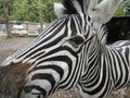 Closeup shot of the head of the zebra