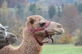 Closeup shot of the heads of cute camels