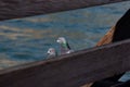 Closeup shot of the heads of two beautiful gulls behind a wooden fence