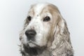 Closeup shot of a headshot of a cute Cocker Spaniel dog on a white background