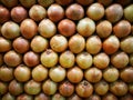 Closeup shot of the heap of the same size sorted onions