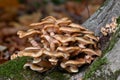 Closeup shot of a heap of wild oyster mushrooms on a mossy tree surface Royalty Free Stock Photo