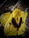 Closeup shot of Heart shaped yellow Moth, butterfly