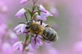 Closeup shot of a Heather mining bee pollinating on a white flower Royalty Free Stock Photo