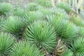 Closeup shot of hedgehog agave spikes Royalty Free Stock Photo