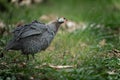 Closeup shot of a Helmeted guineafowl bird on a green grass field