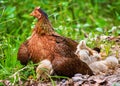 Closeup shot of a hen sitting on the grass with its chicken Royalty Free Stock Photo