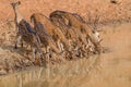 Closeup shot of a herd of beautiful deer drinking water from the lake