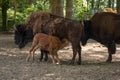 Closeup shot of a herd of bison with a calf feeding from the cow from the Osnabruck zoo in Germany