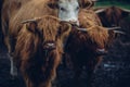 Closeup shot of a herd of brown bulls walking on a gloomy day