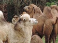 Closeup shot of a herd of camels in the middle of a field