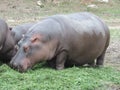 Closeup shot of a herd of the common hippopotamus having lunch from the ground