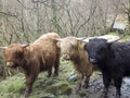 Closeup shot of a herd of Highland Cattles walking on the countryside road in the daylight