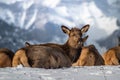 Closeup shot of a herd of red deer lying down on the snowy ground in the daylight Royalty Free Stock Photo