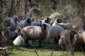 Closeup shot of a herd of sheep resting in a forest during daylight