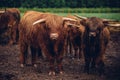 Closeup shot of a herd of walking brown bulls