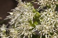Closeup shot of Hermetia illucens flower