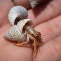Closeup shot of a Hermit crab in the palm of a person