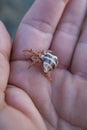 Closeup shot of a Hermit crab in the palm of a person