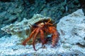 Closeup shot of hermit crab on the sea