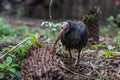 Closeup shot of the hermit ibis on blurred background Royalty Free Stock Photo