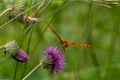 Closeup shot of a high brown fritillary sitting on the carduus