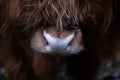 Closeup shot of a highland cattle& x27;s face during the day