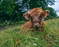 Closeup shot of a Highland cow calf sitting in the lush green meadow Royalty Free Stock Photo