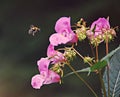 Closeup shot of Himalayan balsams (Impatiens glandulifera) with a bee Royalty Free Stock Photo
