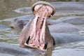 Closeup shot of a hippo swimming in a lake and showing its open mouth as a sign of dominance