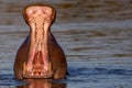 Closeup shot of a hippopotamus soaked in water with a mouth wide open Royalty Free Stock Photo